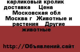 карликовый кролик.   доставка. › Цена ­ 1 000 - Московская обл., Москва г. Животные и растения » Другие животные   